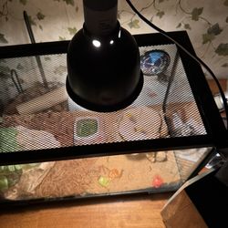Enclosure For Leopard Gecko 
