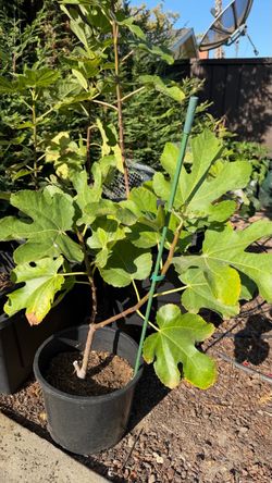 Fig Plant