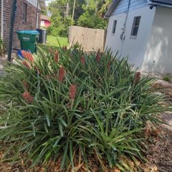 Red Bromeliads Fast Growing $5 Each Pickup Only