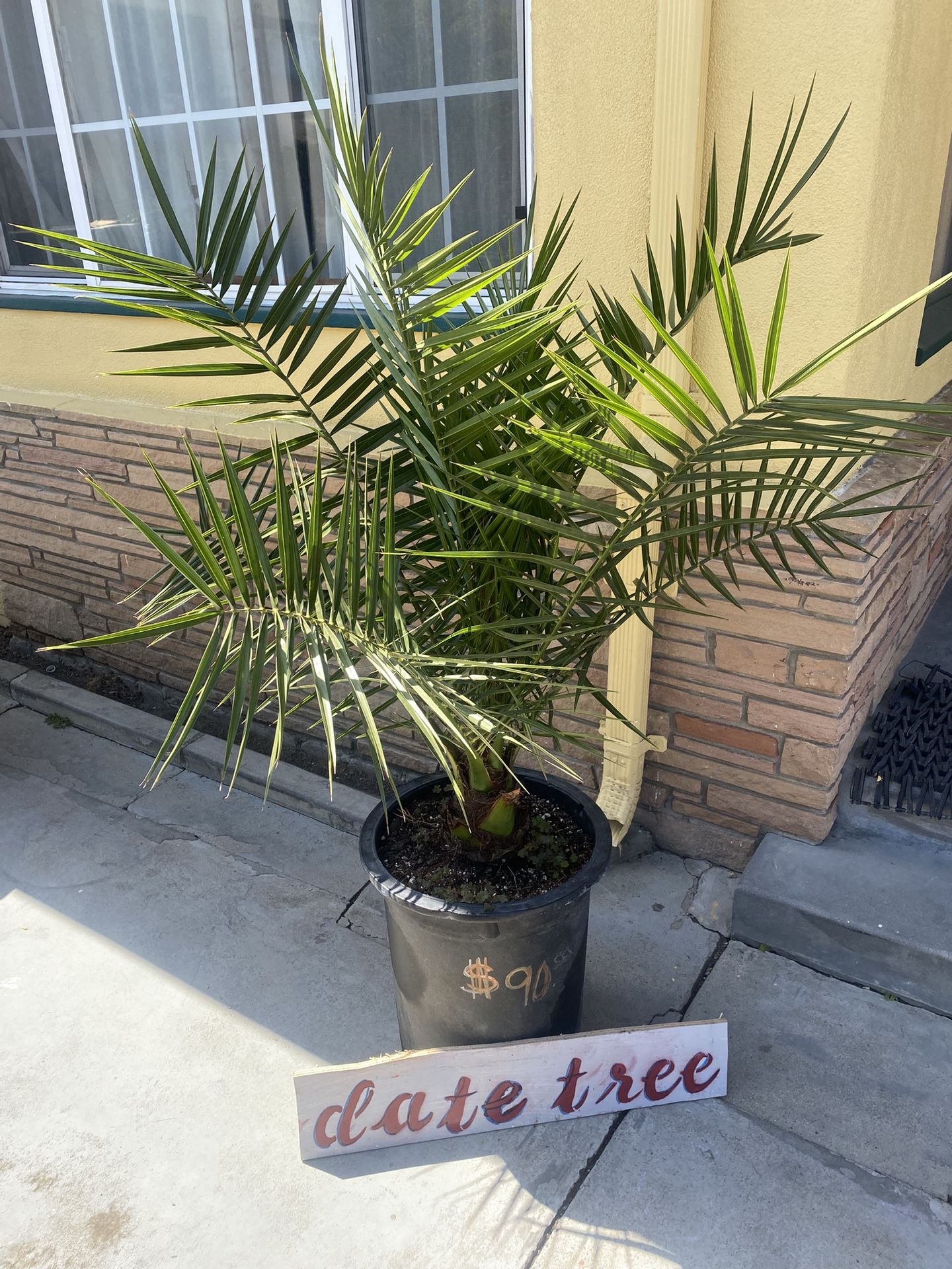 Date tree