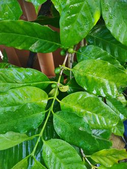 Coffee Tree From Colombia 