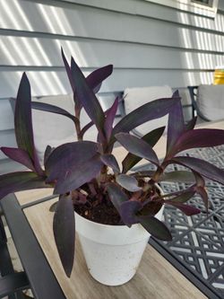 Tradescantia purple