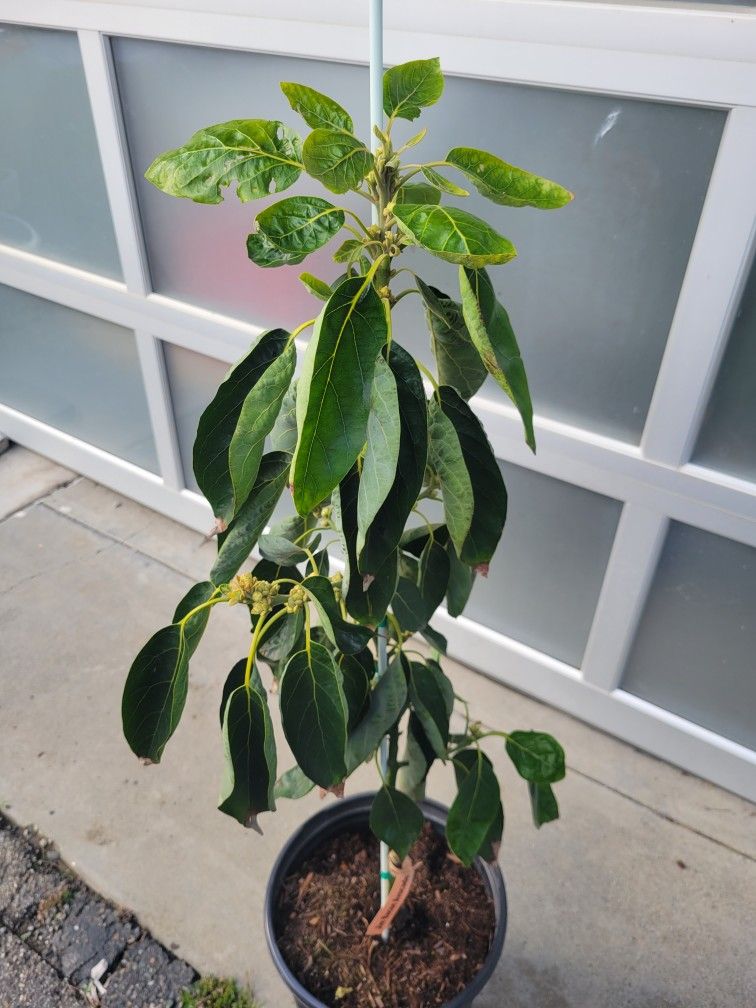 Jim BACON AVOCADO TREE