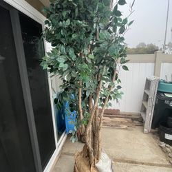 Artificial Inside Home Plant 