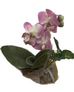 Beautiful Artificial Orchid (growing Out Os Stone)