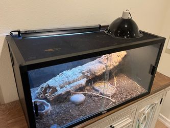 Bearded Dragons and Enclosure