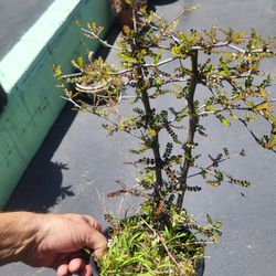 Madagascar Elephant Tree Operculicarya Decaryi 