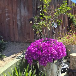 HOLLOWED LOG PLANTER WITH VIBRANT ICE PLANT