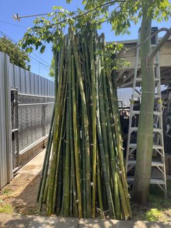 bamboo Poles 8'-13' Tall