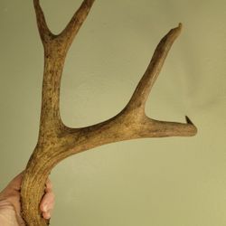 Set of Deer Antlers