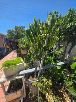 Cherimoya Tree 7ft