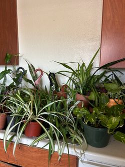 Plants for sale 10 each