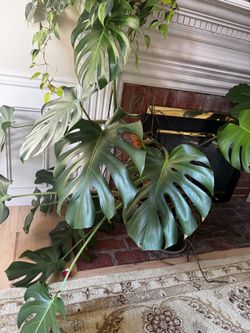 Mature Monstera deliciosa