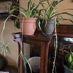 Healthy Spider Plants