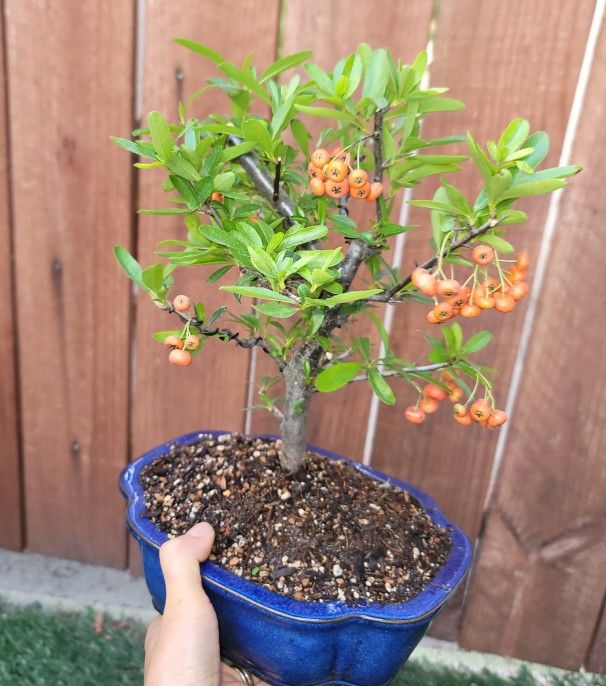 bonsai Pyracantha Firethorn 