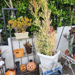 Big plant sale!!!!