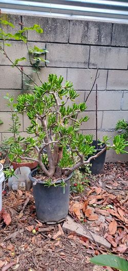 32 Inches Tall Crassula Ovata 'Gollum' Jade Plant