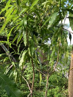 Mango Trees 