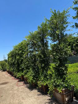 Ficus Nitida Indian Laurel hedge
