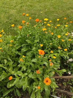 Calendula flower