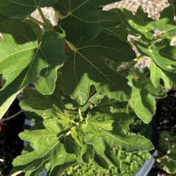 10 Gallon Fig Trees $30 Each