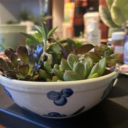 Succulent Bowl