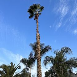 Se Podan Árboles Y Palmas Se Ase Todo Tipo De Trabajo En Los Árboles 