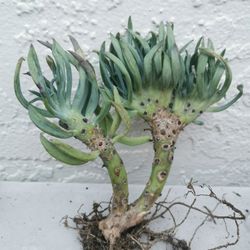 huge rare Mermaid Tail Succulent Crested Senecio Vitalis narrow leaf chalksticks only 1 