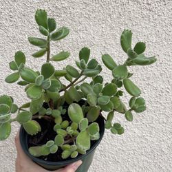 Beautiful Panda Paw Succulent Plant 6” Pot