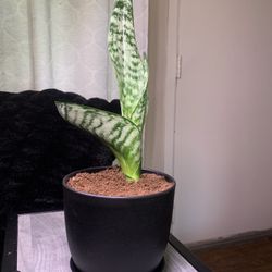 Snake Plant 