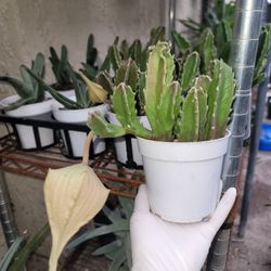 Stapelia Gigantea giant starfish succulent