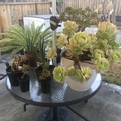 Large Potted Plants-jade, Aleo, Succulent 