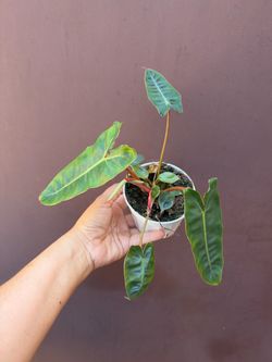 4” philodendron Billietiae