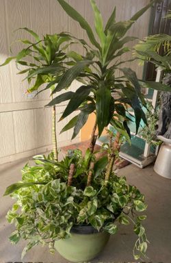 Hermosa planta $$45