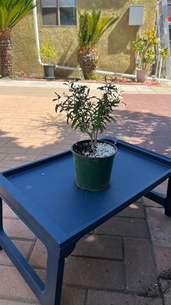 Dwarf pomegranate plant