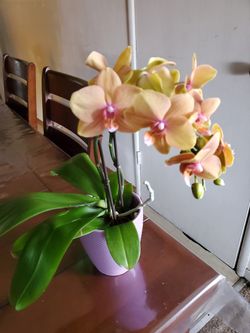 Orchid garden plants