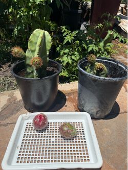 Pitaya Mexicana