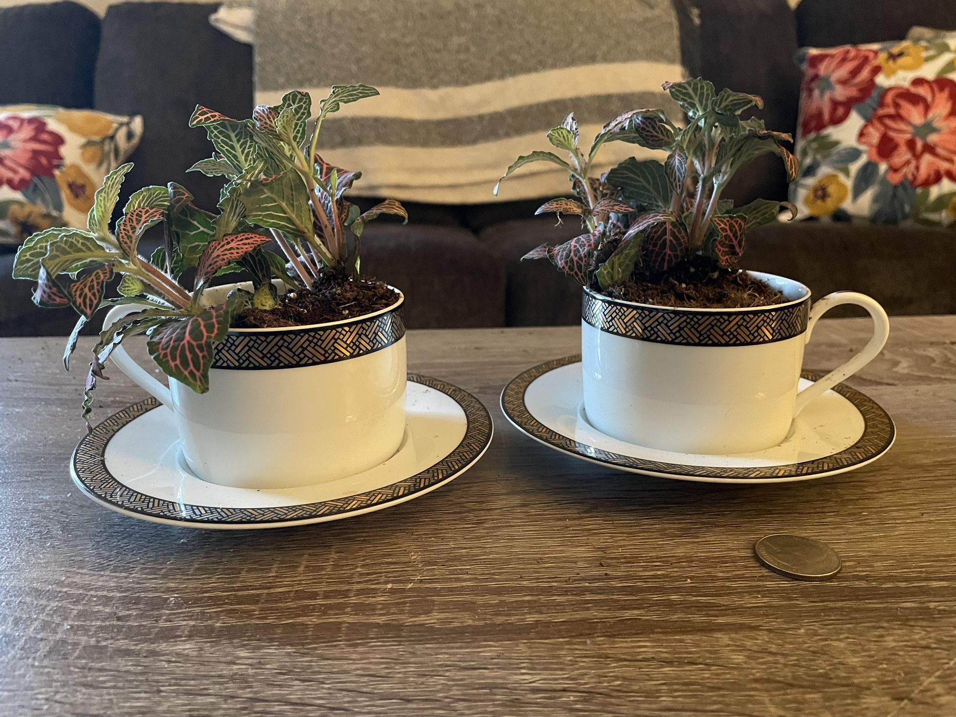 Mini Pink Plants In Teacups