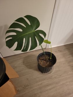 Monstera Deliciosa 