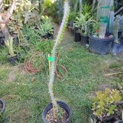 Ocotillo plant