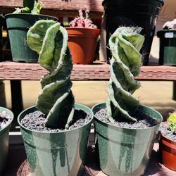 Each Spiral Cactus $30