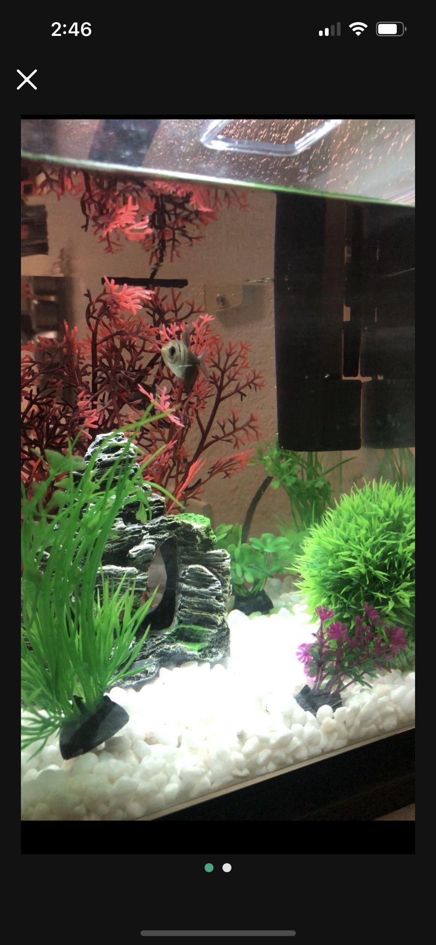 Fish Tank: Plants, Lights And Filter Included.