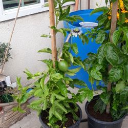 For Sale Pasiflorina