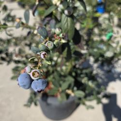 Blueberry Bush