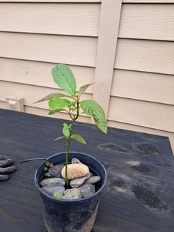 Avocados