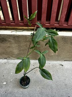Philodendron Camposportoanum 4” Pot Live Plant 