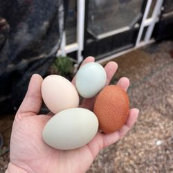 Fertilized Hatching Eggs