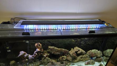 Salt Water Tank With Fish Included