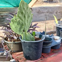 Old Mexico prickly pear cactus. ( nopales)