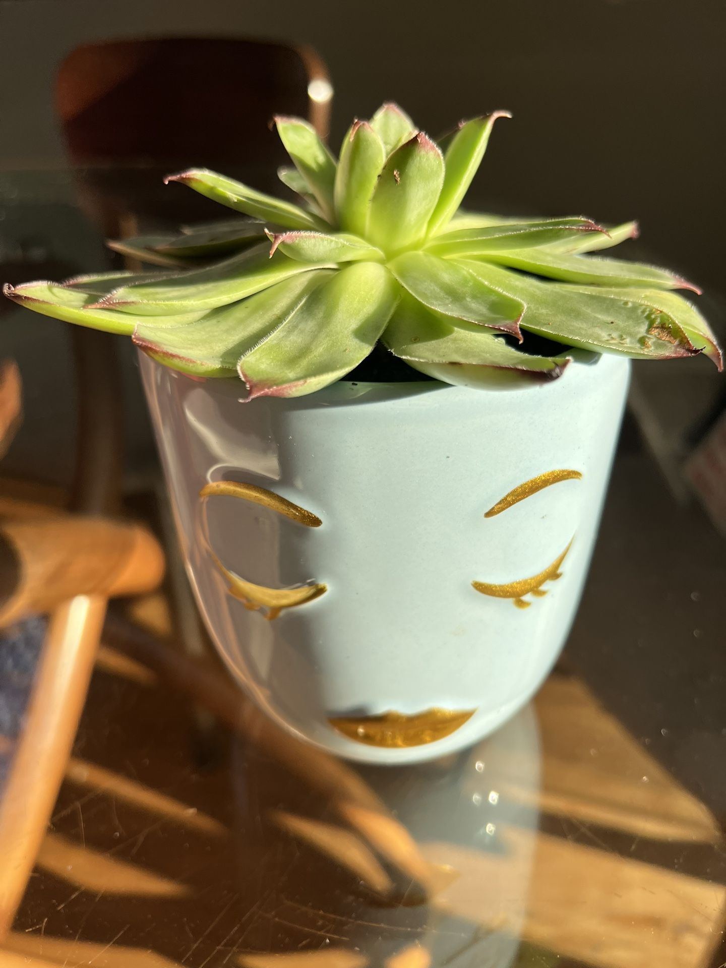 Miss Pretty Succulent